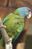 Blue-Headed Macaw Journal (Bird/Parrot) - 150 Page Lined Notebook/Diary (Paperback) - Cool Image Photo