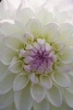 White Dahlia Flower Journal - 150 Page Lined Notebook/Diary (Paperback) - Cs Creations Photo