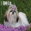 Shih Tzu (Calendar) - Inc Browntrout Publishers Photo