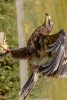 Steppe Eagle Perched on a Post, Birds of the World - Blank 150 Page Lined Journal for Your Thoughts, Ideas, and Inspiration (Paperback) - Unique Journal Photo