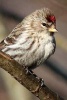 Redpoll Perched on a Branch, Birds of the World - Blank 150 Page Lined Journal for Your Thoughts, Ideas, and Inspiration (Paperback) - Unique Journal Photo