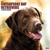 Just Chesapeake Bay Retrievers (Calendar) - Willow Creek Press Photo