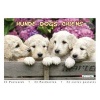 Dogs (Postcard book or pack) -  Photo