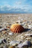 A Lovely Seashell at the Seashore Journal - 150 Page Lined Notebook/Diary (Paperback) - Cs Creations Photo