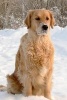 Golden Retriever in the Snow Dog Journal - 150 Page Lined Notebook/Diary (Paperback) - Cs Creations Photo