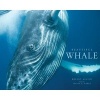 Beautiful Whale (Hardcover) - Austin Bryant Photo