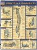 Joints and Ligaments - Reference Guides (Paperback) - BarCharts Inc Photo