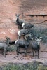 Website Password Organizer Big Horn Sheep on a Cliff - Password/Login/Website Keeper/Organizer Never Worry about Forgetting Your Website Password or Login Again! (Paperback) - Unique Journal Photo