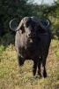 An African Cape Buffalo Journal - 150 Page Lined Notebook/Diary (Paperback) - Cs Creations Photo