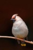 Waxwing (Bombycilla Gamulus) Bird Journal - 150 Page Lined Notebook/Diary (Paperback) - Cool Image Photo