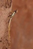 A Collared Lizard in the Utah Desert - Blank 150 Page Lined Journal for Your Thoughts, Ideas, and Inspiration (Paperback) - Unique Journal Photo