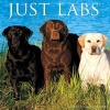 Just Labs (Calendar) - Willow Creek Press Photo