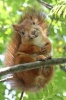 Say Hello to the Squirrel Journal - 150 Page Lined Notebook/Diary (Paperback) - Cool Image Photo