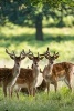 A Group of Young Fallow Deer Journal - 150 Page Lined Notebook/Diary (Paperback) - Cs Creations Photo