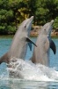 Bottlenose Dolphins Performing Journal - 150 Page Lined Notebook/Diary (Paperback) - Cool Image Photo