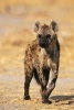 Spotted Hyena African Animal Journal - 150 Page Lined Notebook/Diary (Paperback) - Cs Creations Photo