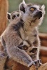 A Momma Lemur and Her Babies - Blank 150 Page Lined Journal for Your Thoughts, Ideas, and Inspiration (Paperback) - Unique Journal Photo