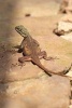 Rainbow Agama Lizard in Ghana Journal - 150 Page Lined Notebook/Diary (Paperback) - Cool Image Photo