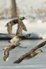 Flock of Drake Mallard Ducks Flying Journal - 150 Page Lined Notebook/Diary (Paperback) - Cool Image Photo