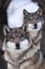 Two Wolves Checking You Out Journal - 150 Page Lined Notebook/Diary (Paperback) - Cool Image Photo