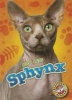 Sphynx (Hardcover) - Rebecca Felix Photo