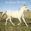 Arabian Horses Calendar 2017 (Calendar) - Avonside Publishing Ltd Photo