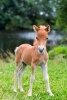 Falabella Miniature Horse Journal - 150 Page Lined Notebook/Diary (Paperback) - Cs Creations Photo