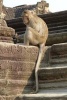 A Long Tailed Macaque at Angkor Wat Cambodia - Blank 150 Page Lined Journal for Your Thoughts, Ideas, and Inspiration (Paperback) - Unique Journal Photo