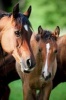 Arabian Mare and Foal in Meadow Horse Journal - 150 Page Lined Notebook/Diary (Paperback) - Cool Image Photo