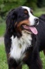 Bernese Mountain Dog Journal - 150 Page Lined Notebook/Diary (Paperback) - Cool Image Photo