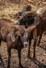 Bighorn Sheep Ovis Canadenis - Blank 150 Page Lined Journal for Your Thoughts, Ideas, and Inspiration (Paperback) - Unique Journal Photo