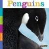 Seedlings: Penguins (Paperback) - Kate Riggs Photo