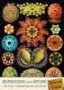 Cards to Color: Inspirations from Nature - Featuring the Illustrations of  (Cards) - Ernst Haeckel Photo