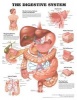 The Digestive System Anatomical Chart (Wallchart, New edition) - Anatomical Chart Company Photo