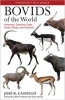 Bovids of the World - Antelopes, Gazelles, Cattle, Goats, Sheep, and Relatives (Paperback) - Jose R Castello Photo