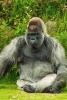 A Gorilla Relaxing in the Grass - Blank 150 Page Lined Journal for Your Thoughts, Ideas, and Inspiration (Paperback) - Unique Journal Photo