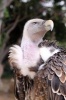 Griffon Vulture (Gyps Fulvus) Journal - 150 Page Lined Notebook/Diary (Paperback) - Cool Image Photo