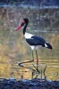 African Jabiru Bird Journal - 150 Page Lined Notebook/Diary (Paperback) - Cool Image Photo