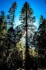 A Secluded Wooded Valley in Yosemite National Park Journal - 150 Page Lined Notebook/Diary (Paperback) - Cs Creations Photo