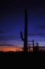 Saguaro Cactus Silhouette Journal - 150 Page Lined Notebook/Diary (Paperback) - Cool Image Photo