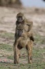 Baboon Gets a Piggyback Ride Journal - 150 Page Lined Notebook/Diary (Paperback) - Cool Image Photo