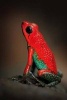 Red Granular Poison Frog (Dendrobates Granuliferus) Journal - 150 Page Lined Notebook/Diary (Paperback) - Cool Image Photo