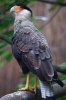 Northern Crested Caracara Bird Journal - 150 Page Lined Notebook/Diary (Paperback) - Cool Image Photo