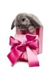 Gray Bunny with a Pink Christmas Gift Box and Bow - Blank 150 Page Lined Journal for Your Thoughts, Ideas, and Inspiration (Paperback) - Unique Journal Photo