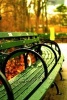 The Iconic Green Benches in Central Park, New York City - Blank 150 Page Lined Journal for Your Thoughts, Ideas, and Inspiration (Paperback) - Unique Journal Photo