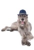 Hipster Irish Wolfhound Dog in a Blue Hat Journal - 150 Page Lined Notebook/Diary (Paperback) - Cs Creations Photo