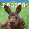 Moose Babies! (Board book) - Henry H Holdsworth Photo