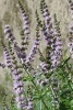 Mentha Spicata Spearmint Flower Blooming - Blank 150 Page Lined Journal for Your Thoughts, Ideas, and Inspiration (Paperback) - Unique Journal Photo