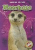 Meerkats (Hardcover) - Kari Schuetz Photo