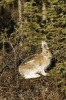 Snowshoe Hare Journal - 150 Page Lined Notebook/Diary (Paperback) - Cool Image Photo